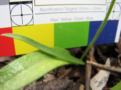 Glossodia major