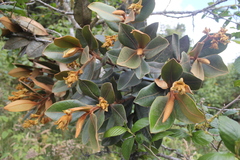 Ocotea caesariata