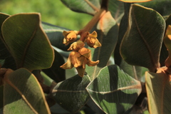 Ocotea caesariata