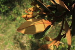 Ocotea caesariata