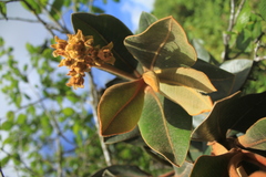 Ocotea caesariata