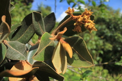 Ocotea caesariata