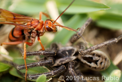 Tachypompilus mendozae