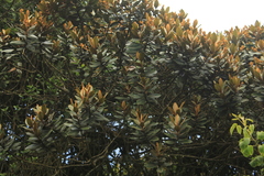 Ocotea caesariata
