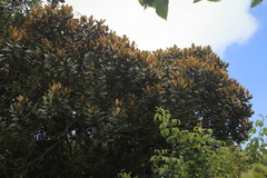 Ocotea caesariata