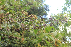 Cestrum buxifolium
