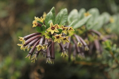 Cestrum buxifolium