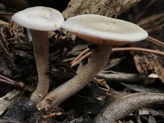 Clitocybe truncicola