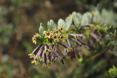 Cestrum buxifolium