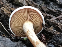 Clitocybe truncicola