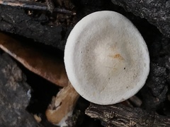 Clitocybe truncicola