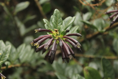 Cestrum buxifolium