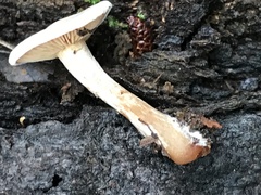 Clitocybe truncicola