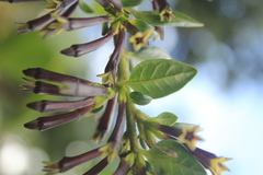 Cestrum buxifolium