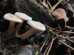 Clitocybe truncicola