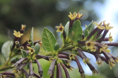 Cestrum buxifolium