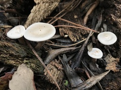 Clitocybe truncicola