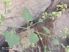 Salpianthus purpurascens