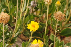 Grindelia chiloensis