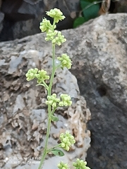 Salpianthus purpurascens