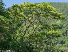 Anadenanthera colubrina