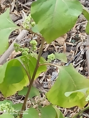 Salpianthus purpurascens