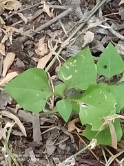 Salpianthus purpurascens