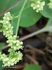 Salpianthus purpurascens