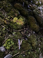 Micranthes virginiensis