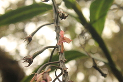 Epidendrum klotzscheanum