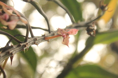 Epidendrum klotzscheanum