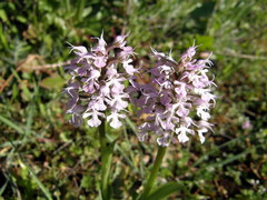 Neotinea conica