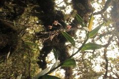 Epidendrum klotzscheanum