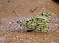 Hesperocharis anguitia