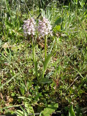 Neotinea conica