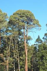 Pinus patula