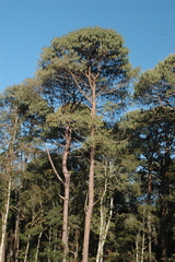 Pinus patula
