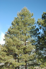 Pinus patula