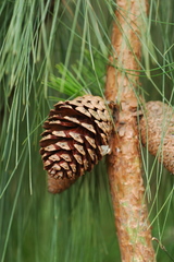 Pinus patula