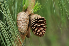 Pinus patula