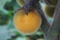 Solanum vestissimum