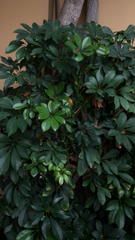 Heptapleurum arboricola