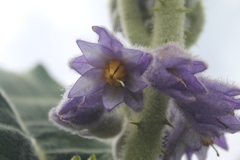Solanum vestissimum