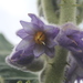 Solanum vestissimum - Photo (c) Apipa, some rights reserved (CC BY-NC), uploaded by Apipa