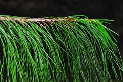 Pinus patula