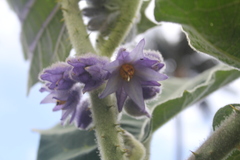 Solanum vestissimum