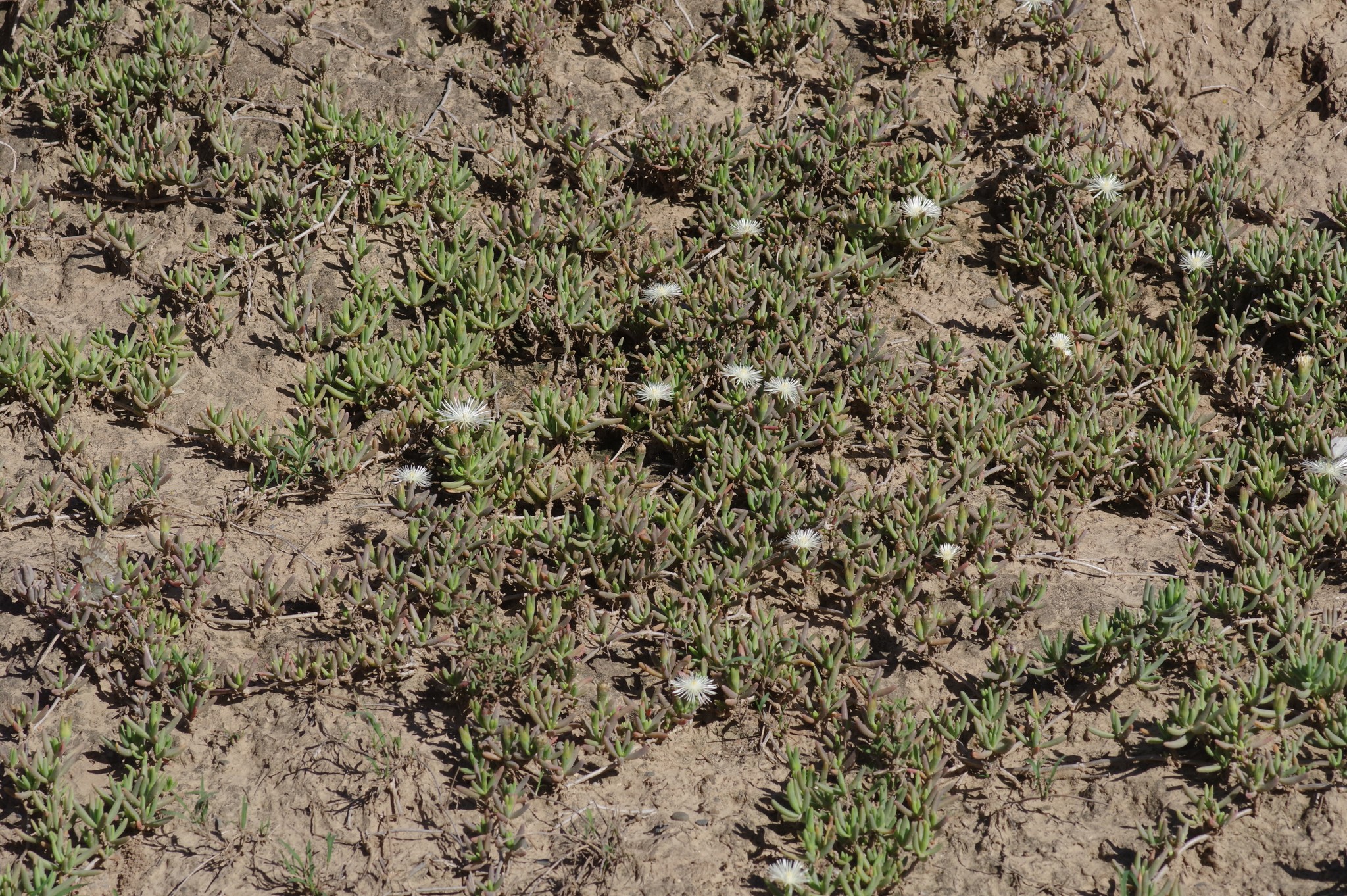 Mesembryanthemum rhizophorum Klak 3