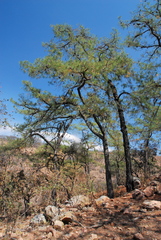 Pinus praetermissa
