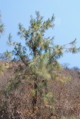 Pinus praetermissa