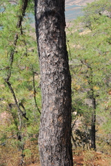 Pinus praetermissa
